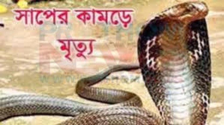 মিলের বারান্দায় গোখরার ছোবলে ব্যবসায়ীর মৃত্যু