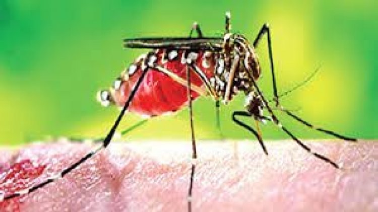 ডেঙ্গু নিয়ে হাসপাতালে ২০৭ জন, দুজনের মৃত্যু