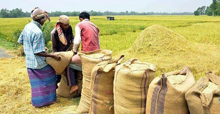 আমন: ৪০ টাকায় চাল, ২৭ টাকা দরে ধান কিনবে সরকার