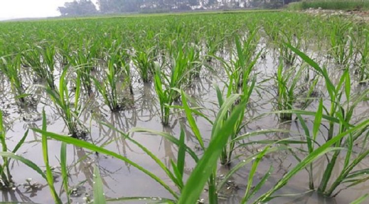 পঁচে গেল দেড় হাজার বিঘা জমির ধান