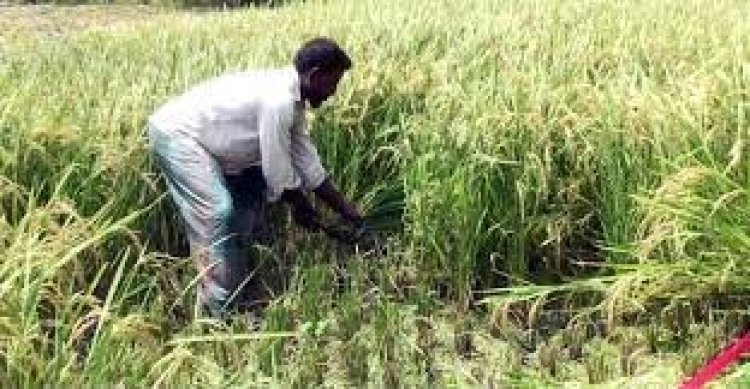 ঘূর্ণিঝড় ‘অশনি’র আশঙ্কায় আগাম ধান কাটছে কৃষক