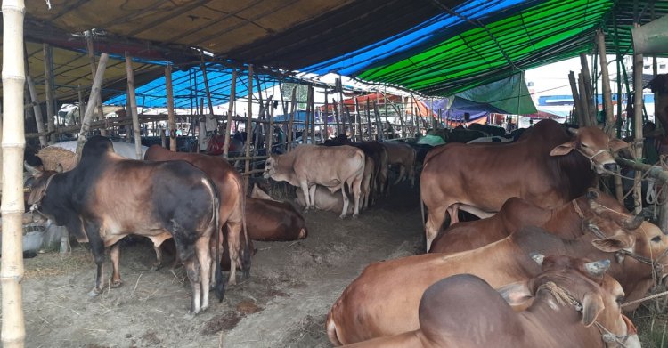 রাজধানীতে এবার ১৯ পশুর হাট
