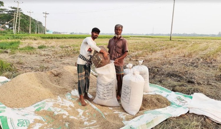 চাষিদের গোলা খালি হওয়ার পর দাম বাড়ল ধানের