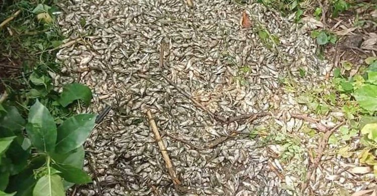কুষ্টিয়ায় প্রতিপক্ষের বিষে মরল ৮ লাখ টাকার মাছ