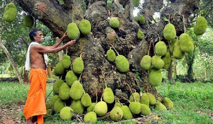 ২০০ বছর বয়স, এখনও বছরে কয়েকশো ফল দেয় এই ঐতিহ্যবাহী কাঁঠাল গাছ