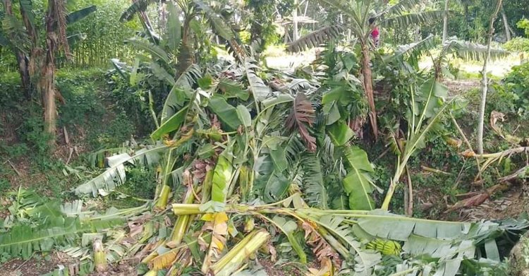 খুলনায় ৫ শতাধিক কলাগাছ কেটে ফেলল প্রতিপক্ষ