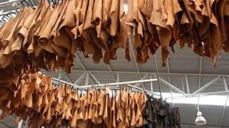 চামড়ার দাম পাওয়া নিয়ে এবারও অনিশ্চয়তা