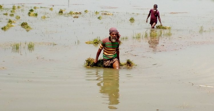 বন্যায় সিলেটের কৃষিতে এক হাজার ১১৩ কোটি টাকার ক্ষতি