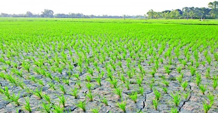 আমন ক্ষেত ফেটে চৌচির, ফলন নিয়ে শঙ্কায় কৃষকরা
