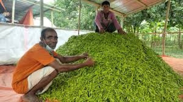 নওগাঁয় কাঁচামরিচের কেজি ৫০ টাকা