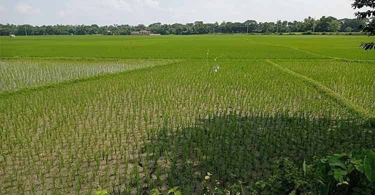 সারের দাম বাড়তি, কৃষকের চোখে অন্ধকার