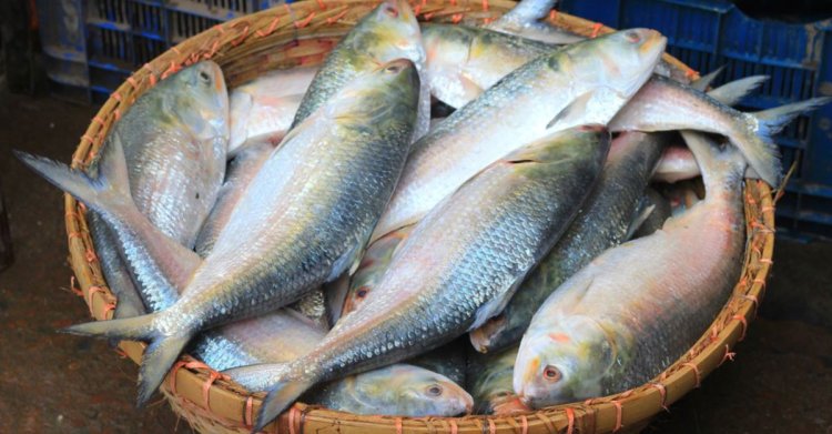দুর্গাপূজায় ভারত যাচ্ছে ২ হাজার ৪৫০ টন ইলিশ