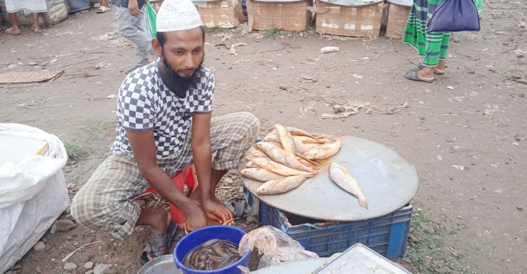 পঁচা মাছে রং মিশিয়ে টাটকা বানিয়ে বিক্রি!