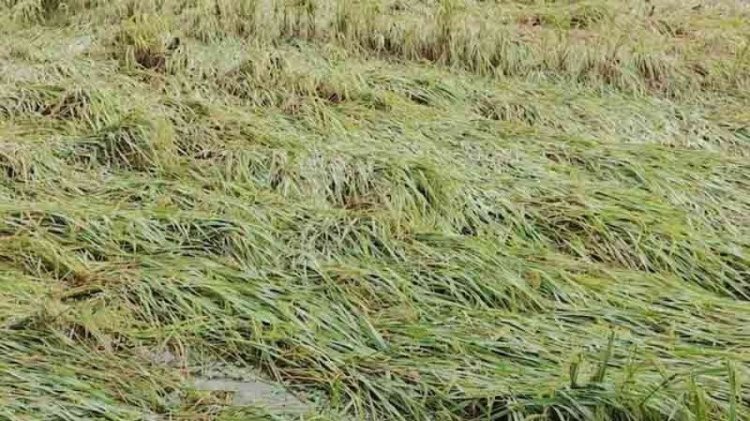 ঝড়ে নুয়ে পড়েছে ক্ষেতের ধান, দুশ্চিন্তায় কৃষক