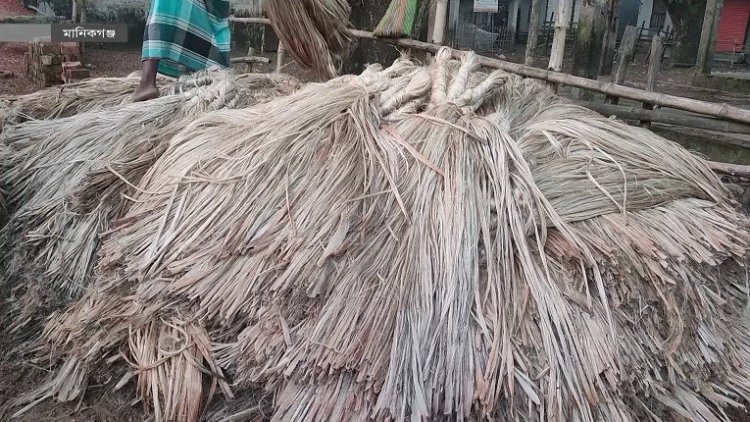 পাটের বাজারে ধস, দিশাহারা কৃষক