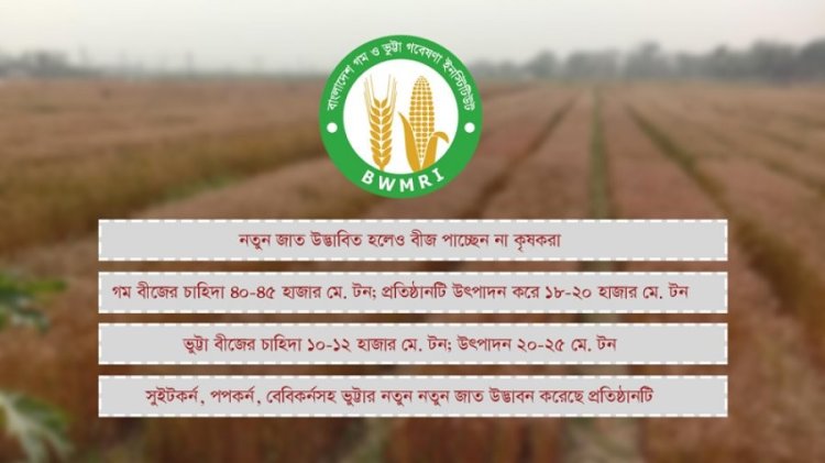 গম ও ভুট্টা গবেষণা ইনস্টিটিউটের সক্ষমতা বাড়লেও দেশে বীজের চাহিদা পূরণ হচ্ছে না