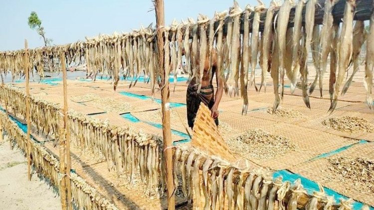 তালতলীতে শুঁটকির মৌসুম শুরু, দাম নিয়ে শঙ্কায় ব্যবসায়ীরা