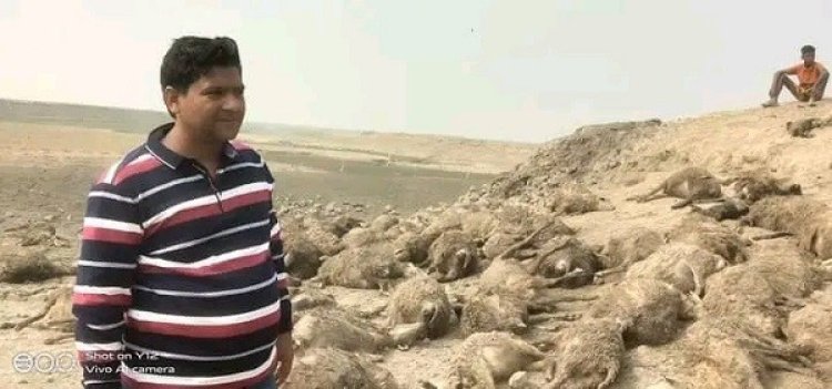 কুকুরের আক্রমণে ১৭৫ ভেড়ার মৃত্যু