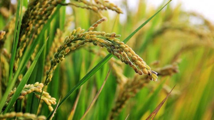 বোরোর উৎপাদন বাড়াতে ১৭০ কোটি টাকার প্রণোদনা