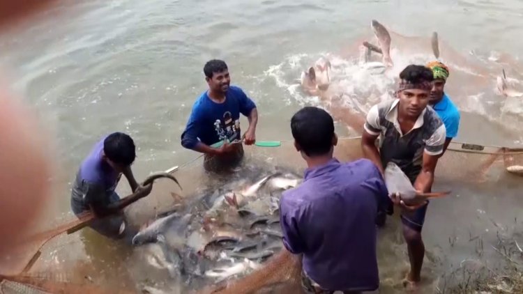 চাষের মাছ উৎপাদনে বাংলাদেশ তৃতীয়