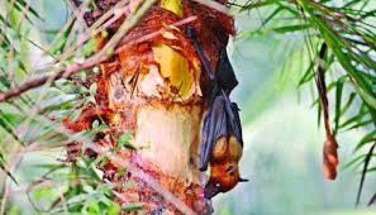 নওগাঁর মান্দায় নিপাহ ভাইরাসে শ্বশুরের পর পুত্রবধূর মৃত্যু, হাসপাতালে শাশুড়ি