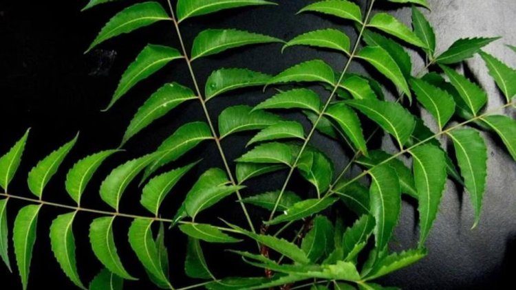 নিমপাতায় কমবে হাই ব্লাড সুগার, খাবেন যেভাবে