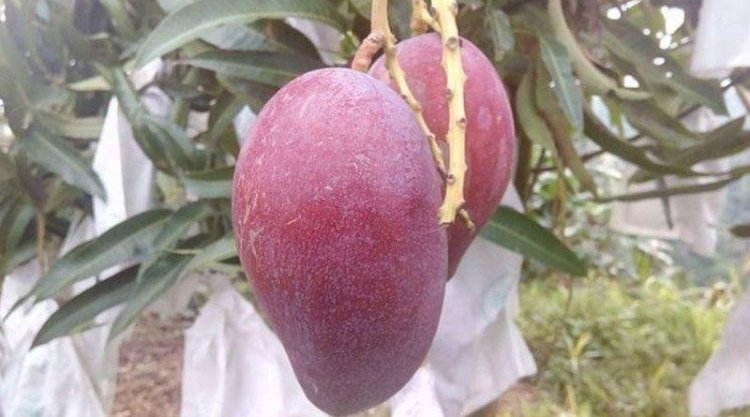 চুরি হলো বিশ্বের সবচেয়ে দামি আম