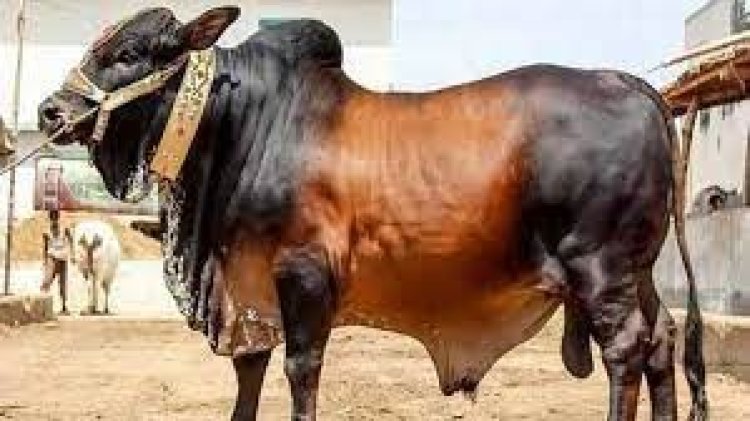 কৃত্রিম উপায়ে মোটাতাজা পশু চিনবেন যেভাবে