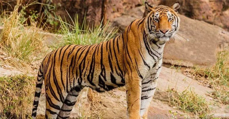 বিশ্বের ৭৫ শতাংশ বাঘের বাস এখন ভারতে, বেড়েছে নেপাল-ভুটানেও