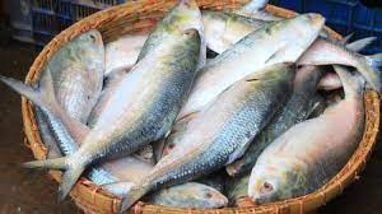 ভারতে ইলিশ রপ্তানির অনুমোদন পাচ্ছেন ৯৬ ব্যবসায়ী