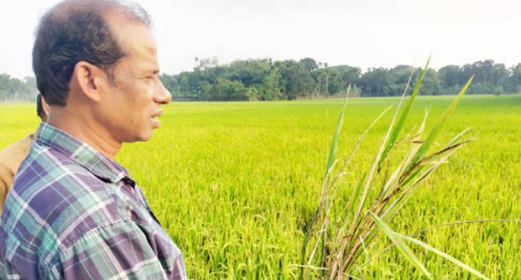 পাকুন্দিয়ায় আমন ক্ষেতে ছত্রাক, দিশেহারা কৃষক