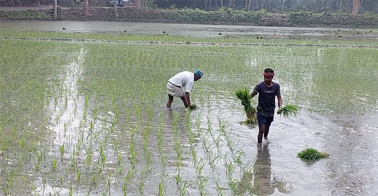 সার-শ্রমিকের চড়াদামে দিশাহারা চাষিরা