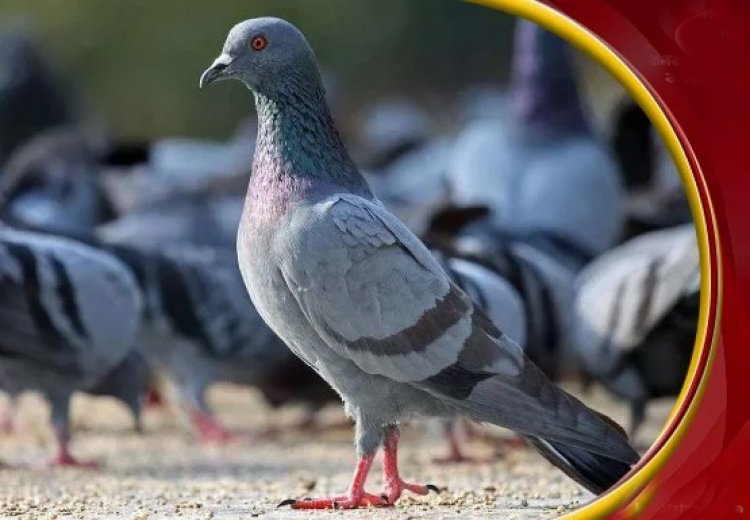 গুপ্তচরবৃত্তির সন্দেহে চিনা ‘পায়রা’ আটক!
