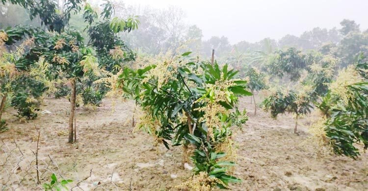 চৈত্রের বৃষ্টিতে আশা-নিরাশায় আম চাষিরা