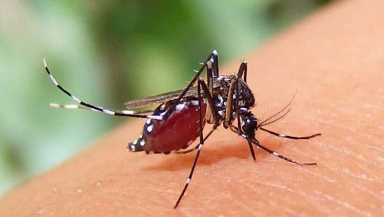 ২৪ ঘণ্টায় ডেঙ্গুতে আরও ৩ জনের মৃত্যু