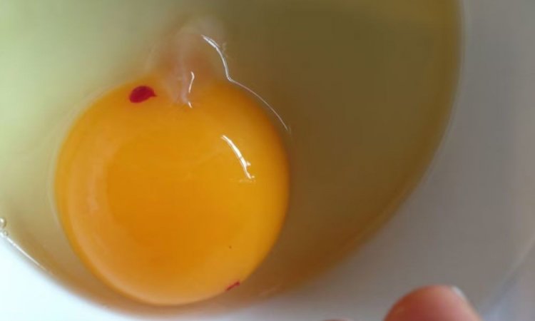ডিমের কুসুমে দাগ থাকলে কি খাওয়া যায়?