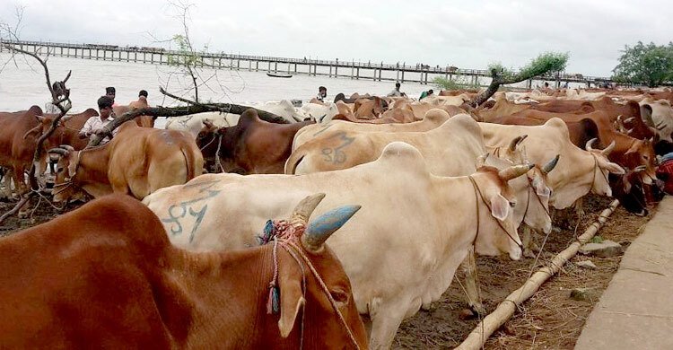 কাল থেকে গবাদিপশুর অবৈধ অনুপ্রবেশ সম্পূর্ণ নিষিদ্ধ: উপদেষ্টা