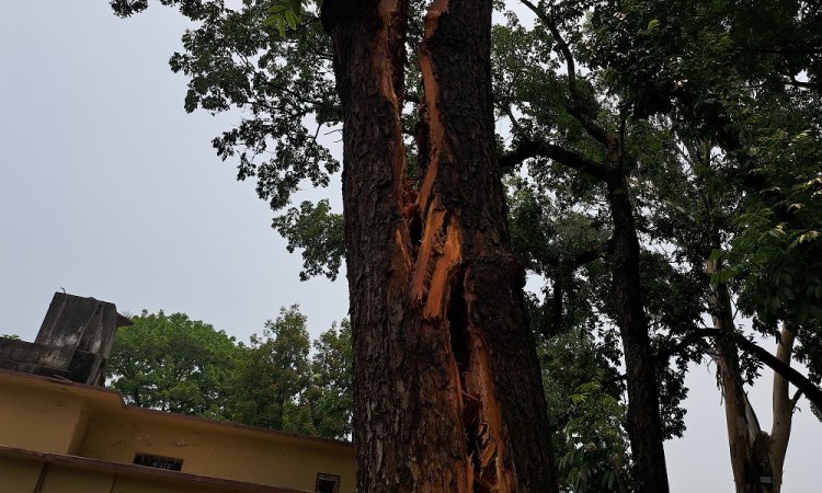 পাবনায় বজ্রপাতে দ্বিখণ্ডিত হলো মেহগনিগাছ