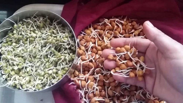 অঙ্কুরিত ছোলা, মুগ বা ব্রোকোলি— কেন খাবেন? কী কী উপকার হতে পারে খেলে?